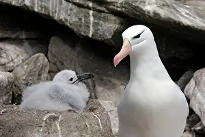 Mollymawk: Black-browed Albatross / Black-browed Mollymawk