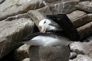 Mollymawk: Black-browed Albatross / Black-browed Mollymawk