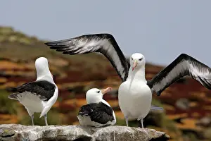 Mollymawk: Black-browed Albatross / Black-browed Mollymawk