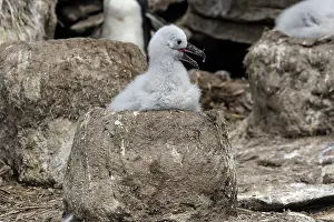 Mollymawk: Black-browed Albatross / Black-browed Mollymawk