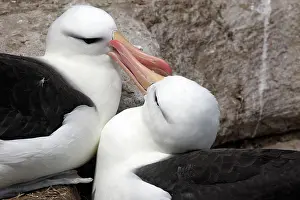 Mollymawk: Black-browed Albatross / Black-browed Mollymawk