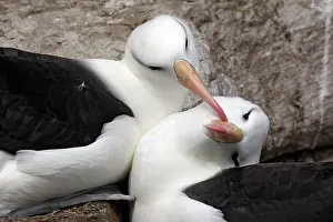 Mollymawk: Black-browed Albatross / Black-browed Mollymawk