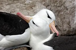Mollymawk: Black-browed Albatross / Black-browed Mollymawk