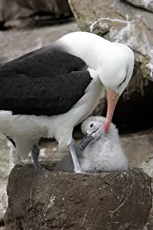 Mollymawk: Black-browed Albatross / Black-browed Mollymawk