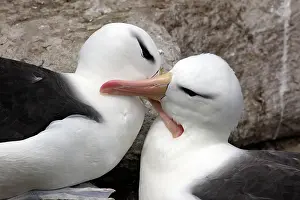 Mollymawk: Black-browed Albatross / Black-browed Mollymawk