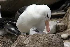 Mollymawk: Black-browed Albatross / Black-browed Mollymawk