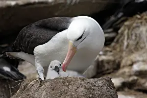 Mollymawk: Black-browed Albatross / Black-browed Mollymawk