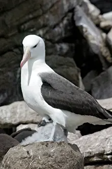 Mollymawk: Black-browed Albatross / Black-browed Mollymawk