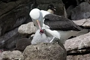 Mollymawk: Black-browed Albatross / Black-browed Mollymawk