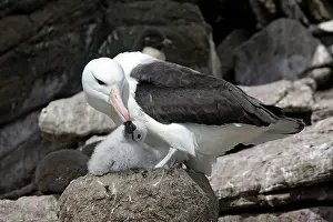 Mollymawk: Black-browed Albatross / Black-browed Mollymawk
