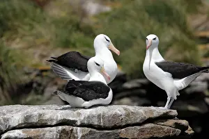 Mollymawk: Black-browed Albatross / Black-browed Mollymawk