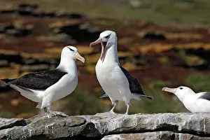 Mollymawk: Black-browed Albatross / Black-browed Mollymawk