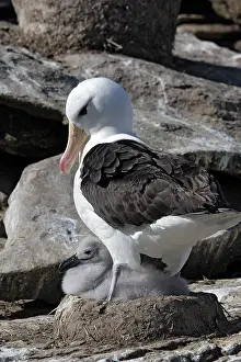 Mollymawk: Black-browed Albatross / Black-browed Mollymawk