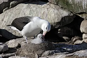 Mollymawk: Black-browed Albatross / Black-browed Mollymawk
