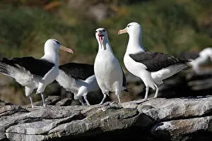 Mollymawk: Black-browed Albatross / Black-browed Mollymawk