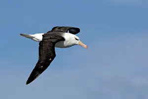 Mollymawk: Black-browed Albatross / Black-browed Mollymawk