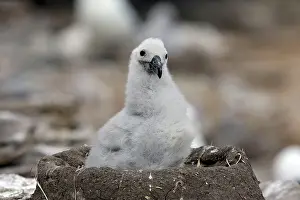 Mollymawk: Black-browed Albatross / Black-browed Mollymawk - young