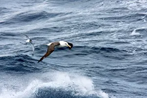 Petrels: Black-browed Albatross and Blue Petrel (Halobaena