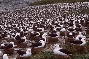 Communities: Black-browed ALBATROSS - Breeding colony