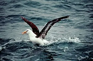Melanophrys: Black Browed Albatross - catching fish from sea