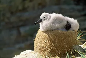 Melanophrys: Black Browed Albatross - chick on nest