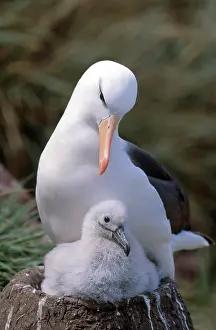 Browed: Black-browed Albatross with chick at nest