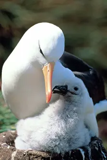 Browed: Black-browed Albatross with chick at nest