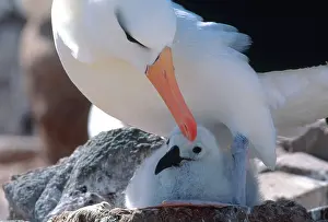 Browed: Black-browed Albatross with chick at nest
