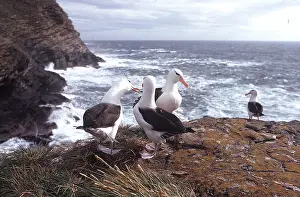 Browed: Black-browed ALBATROSS - four on cliffs