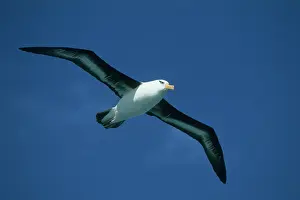 Browed: Black-Browed Albatross, (Diomedea melanophris