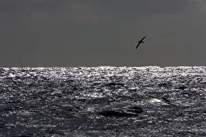 Melanophris: Black Browed Albatross - in flight