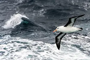 Albatrosses: Black-browed Albatross in flight