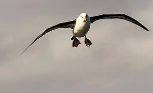 Renato Granieri: Black-browed Albatross in flight