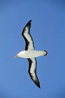Browed: Black-browed ALBATROSS - in flight