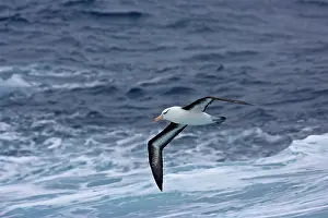 Eyebrows: Black-browed Albatross - In flight, low over the