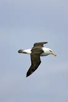 Melanophris: Black Browed Albatross - in flight over sea