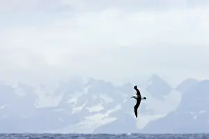 Melanophris: Black Browed Albatross - in flight - with South