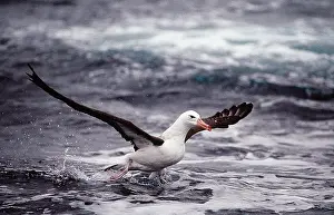 Melanophrys: Black-browed Albatross - in flight taking off from water