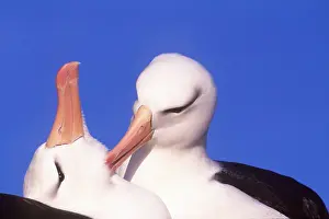 Operation: Black-browed ALBATROSS - grooming pair