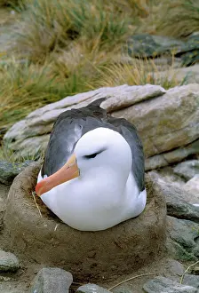 Melanophrys: Black-browed Albatross - incubating on nest