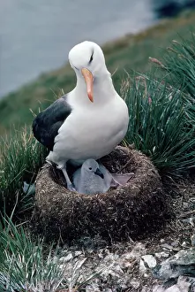 Edwin Mickleburgh: Black-browed Albatross - on nest with chick