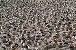 Browed: Black-browed Albatross nesting colony