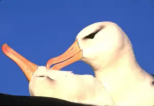 Operation: Black-browed ALBATROSS - pair, courtship, facing each other