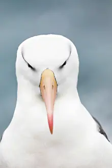 Browed: Black Browed Albatross - Portrait - Falklands