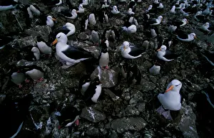 Chrysocome: Black-browed albatross and Rockhopper penguins