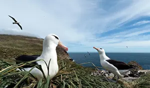 Melanophrys: Black-browed Albatross sitting on nest at colony