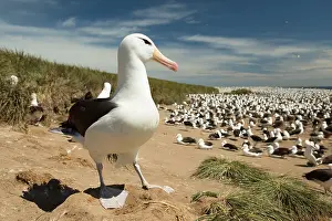 Browed: Black-browed Albatross (Thalassarche melanophri