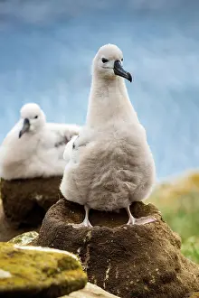 Browed: Black-browed Albatross (Thalassarche melanophris)