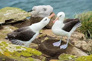 Browed: Black-browed Albatross (Thalassarche melanophris)