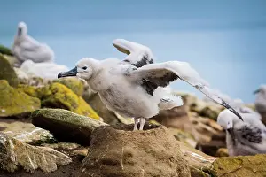 Browed: Black-browed Albatross (Thalassarche melanophris)